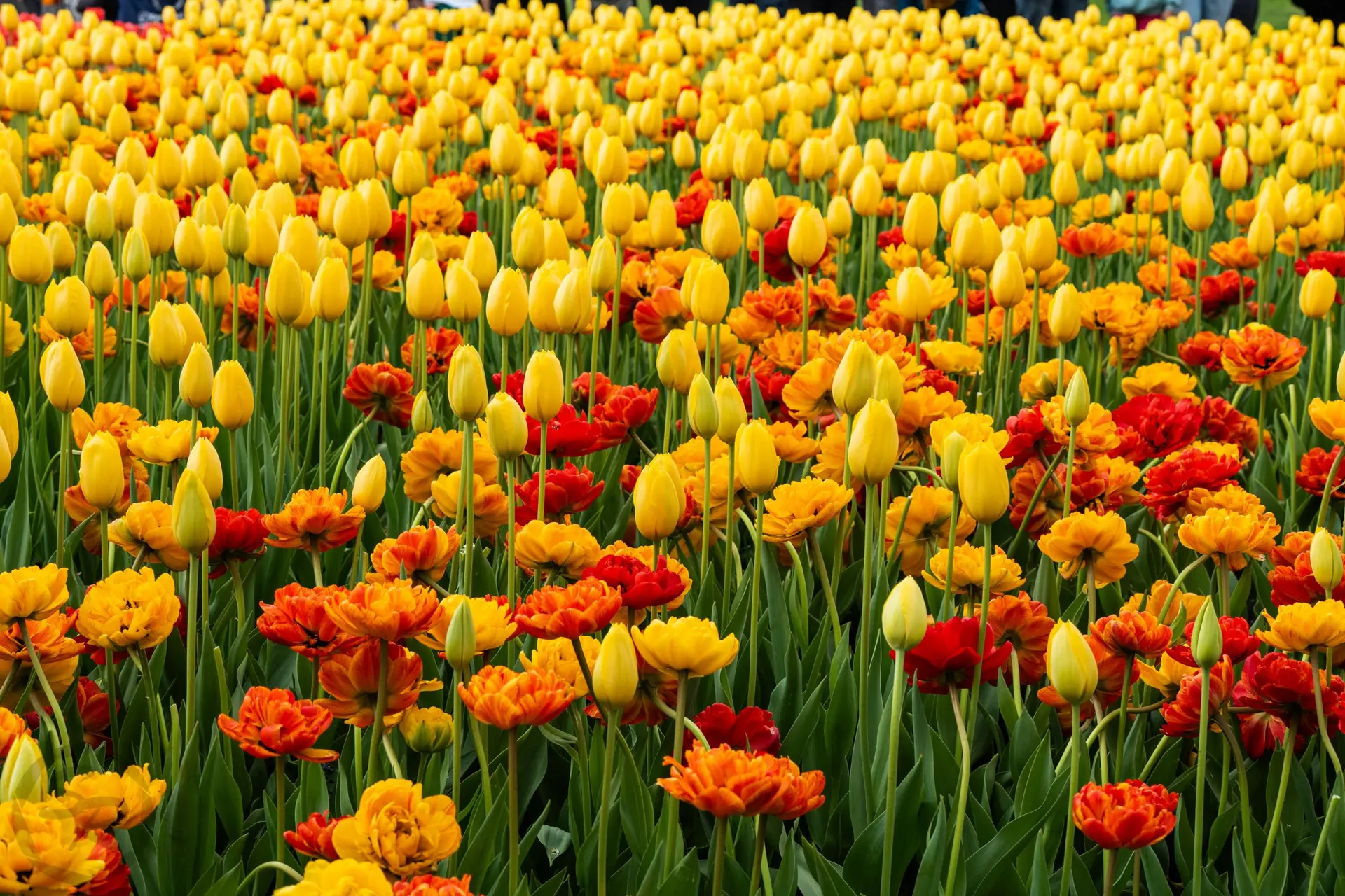 tulipfest-26-ws--23