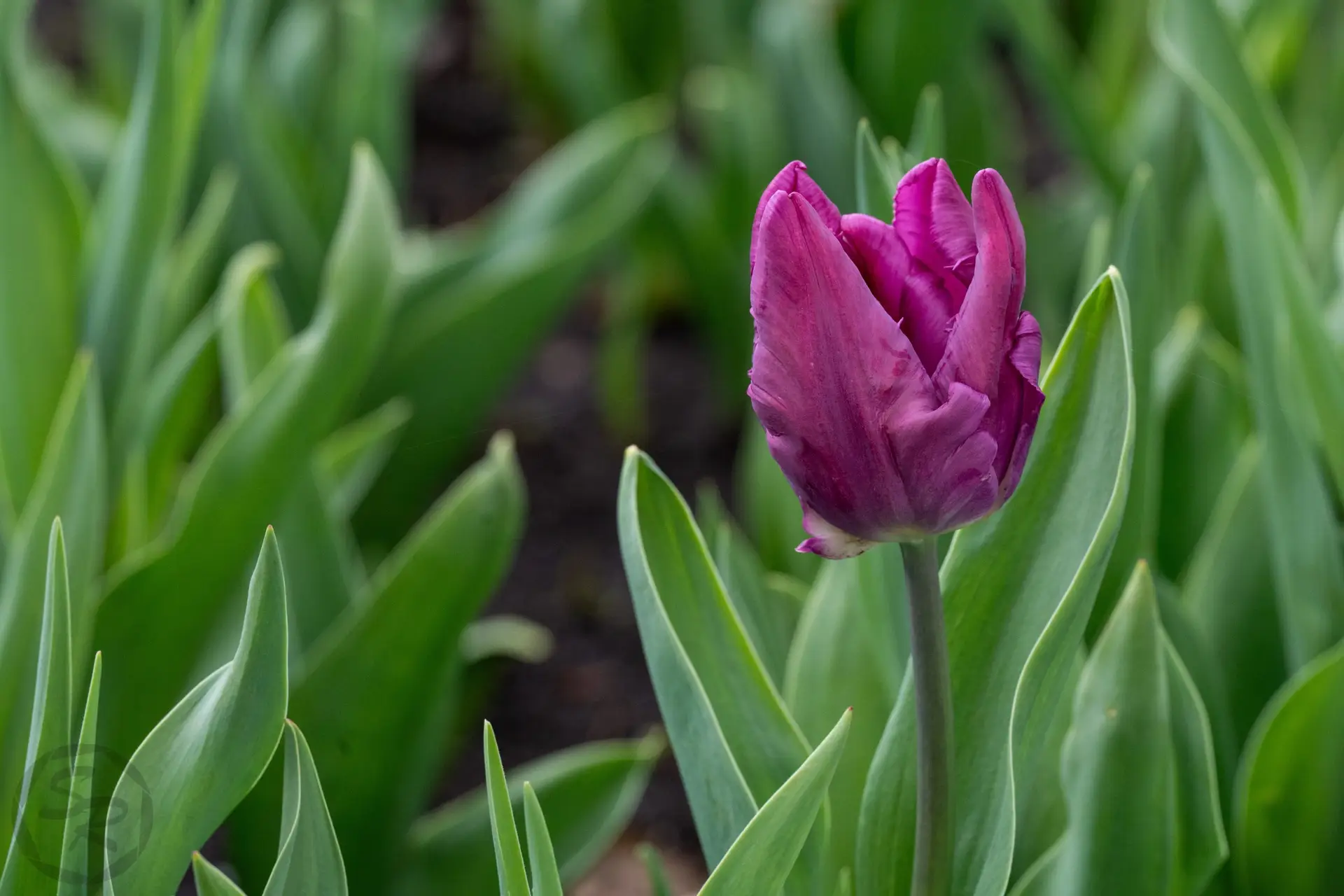 tulipfest-26-ws--27