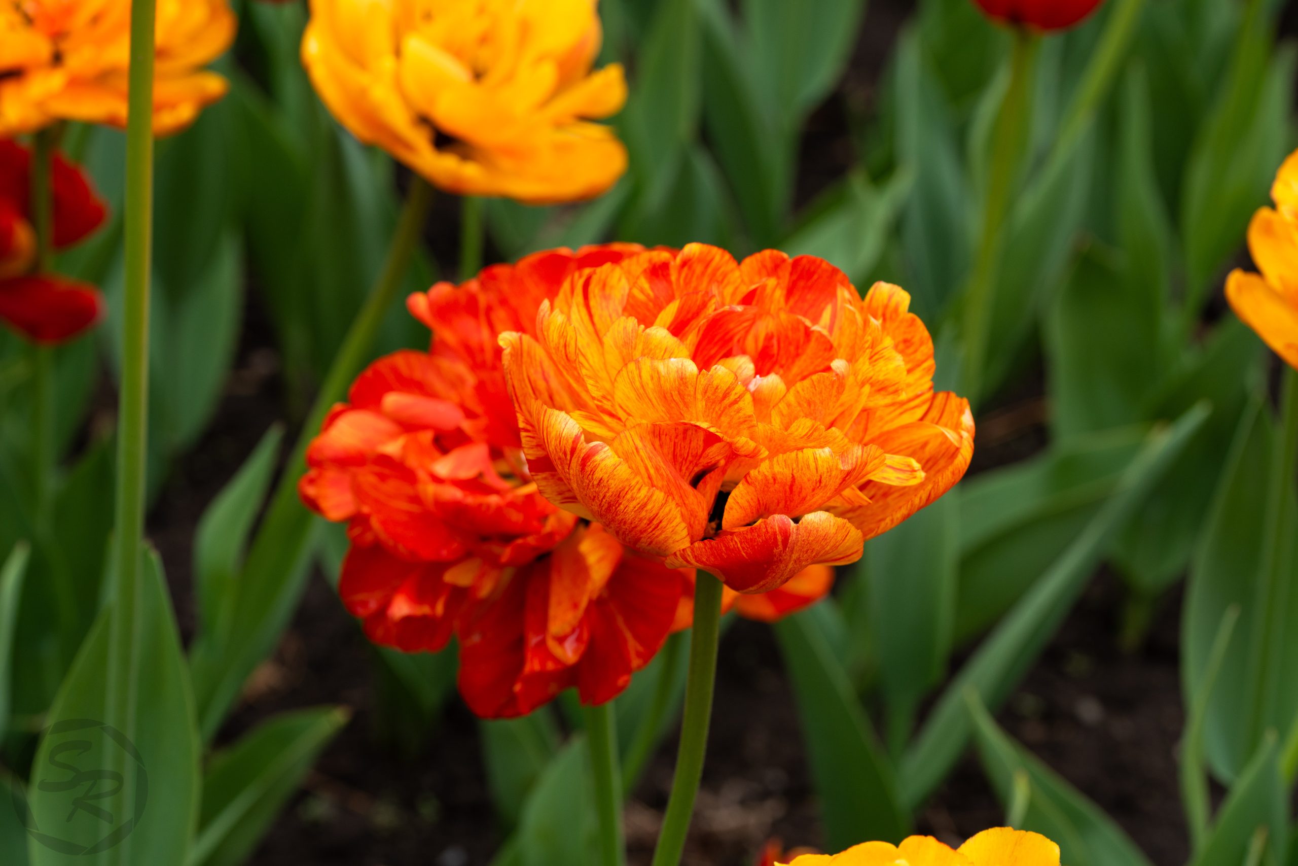 tulipfest-26-ws--3