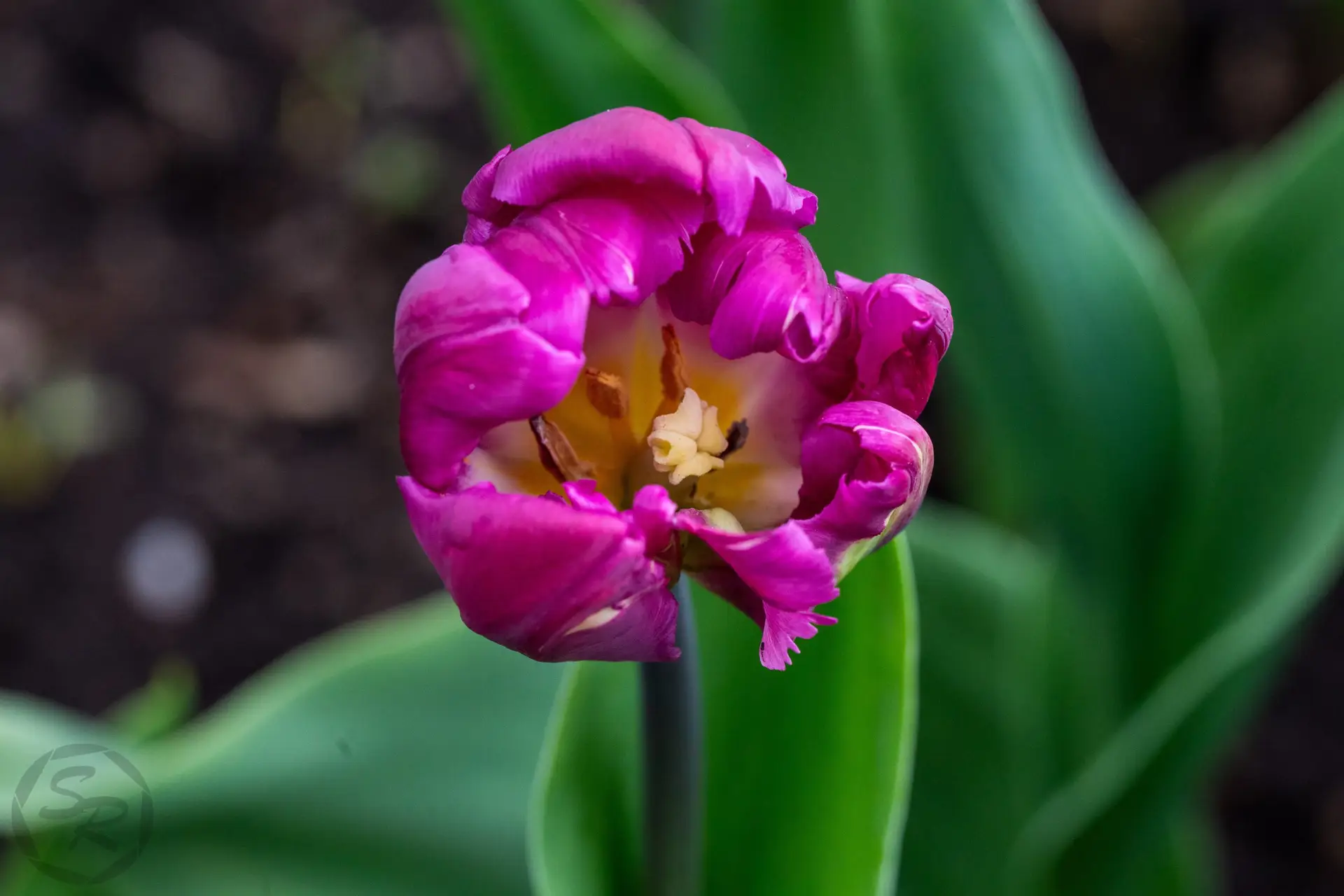 tulipfest-26-ws--31