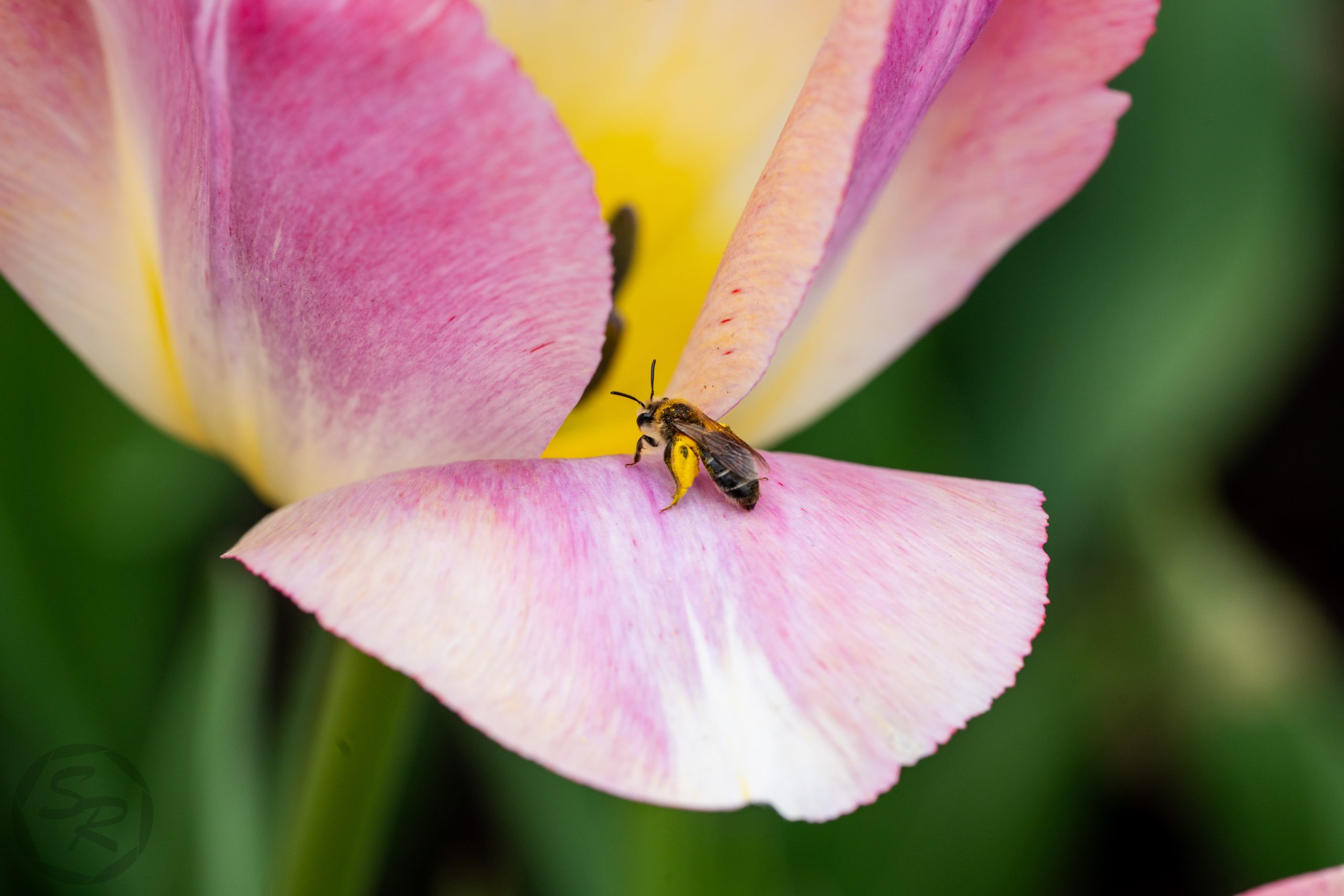 tulipfest-26-ws--4