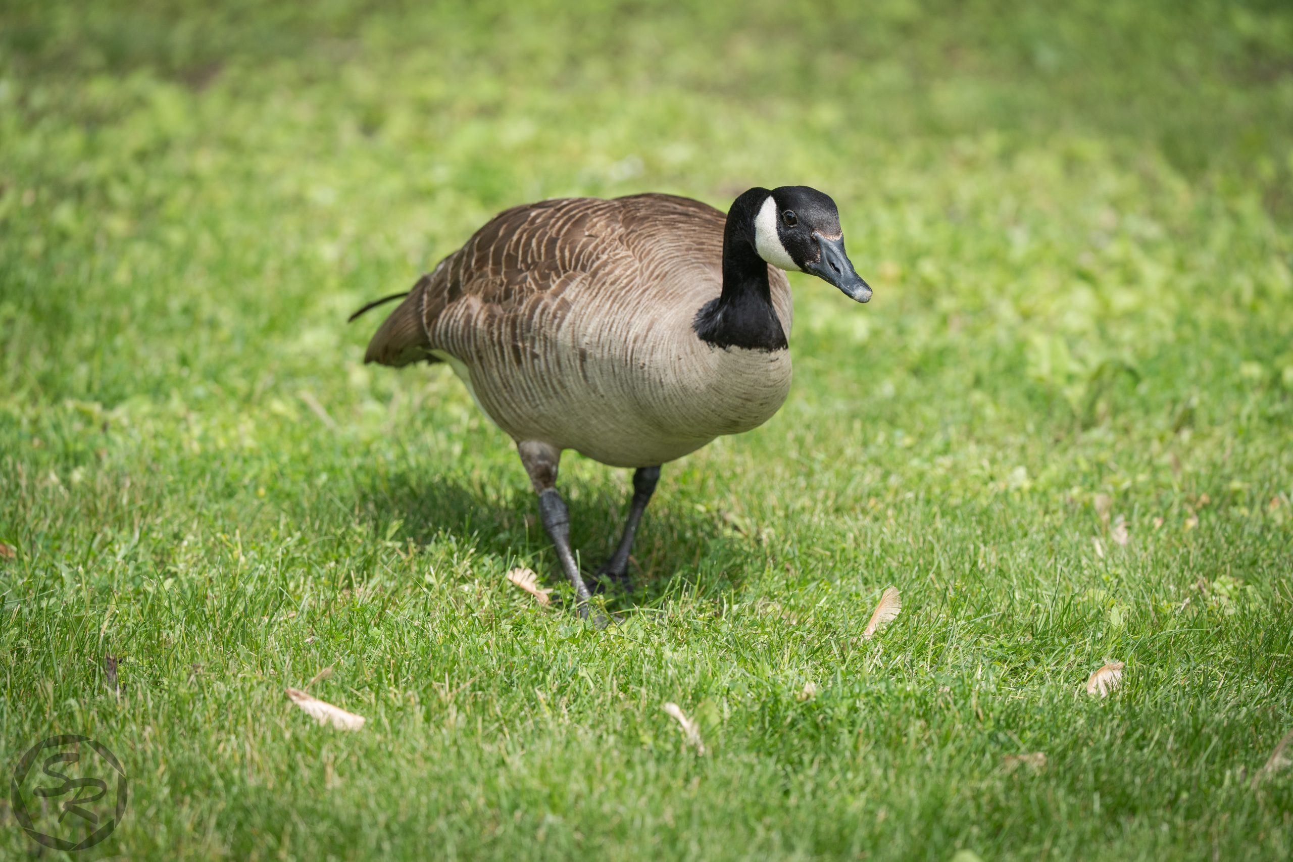 honk-1
