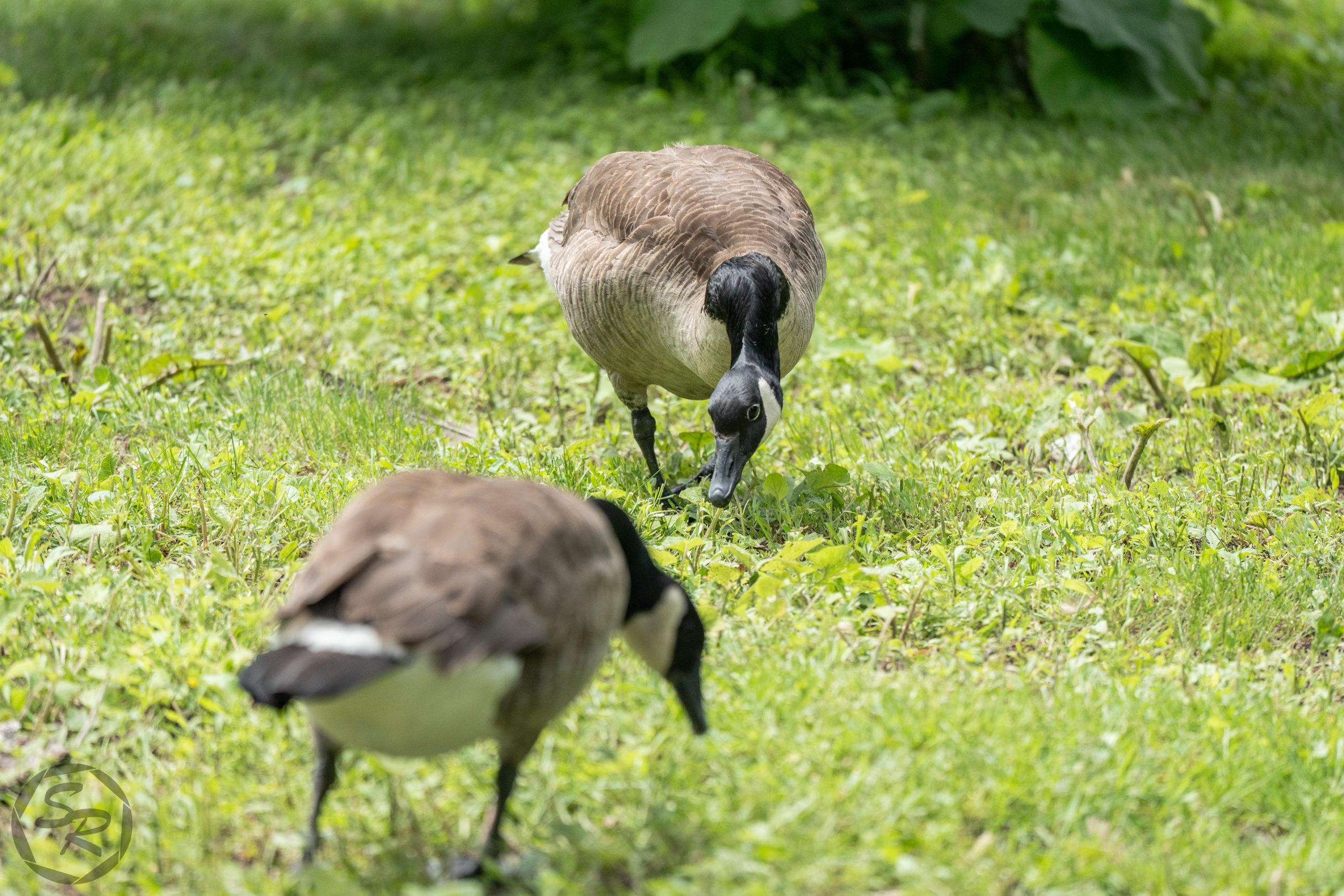 honk-4