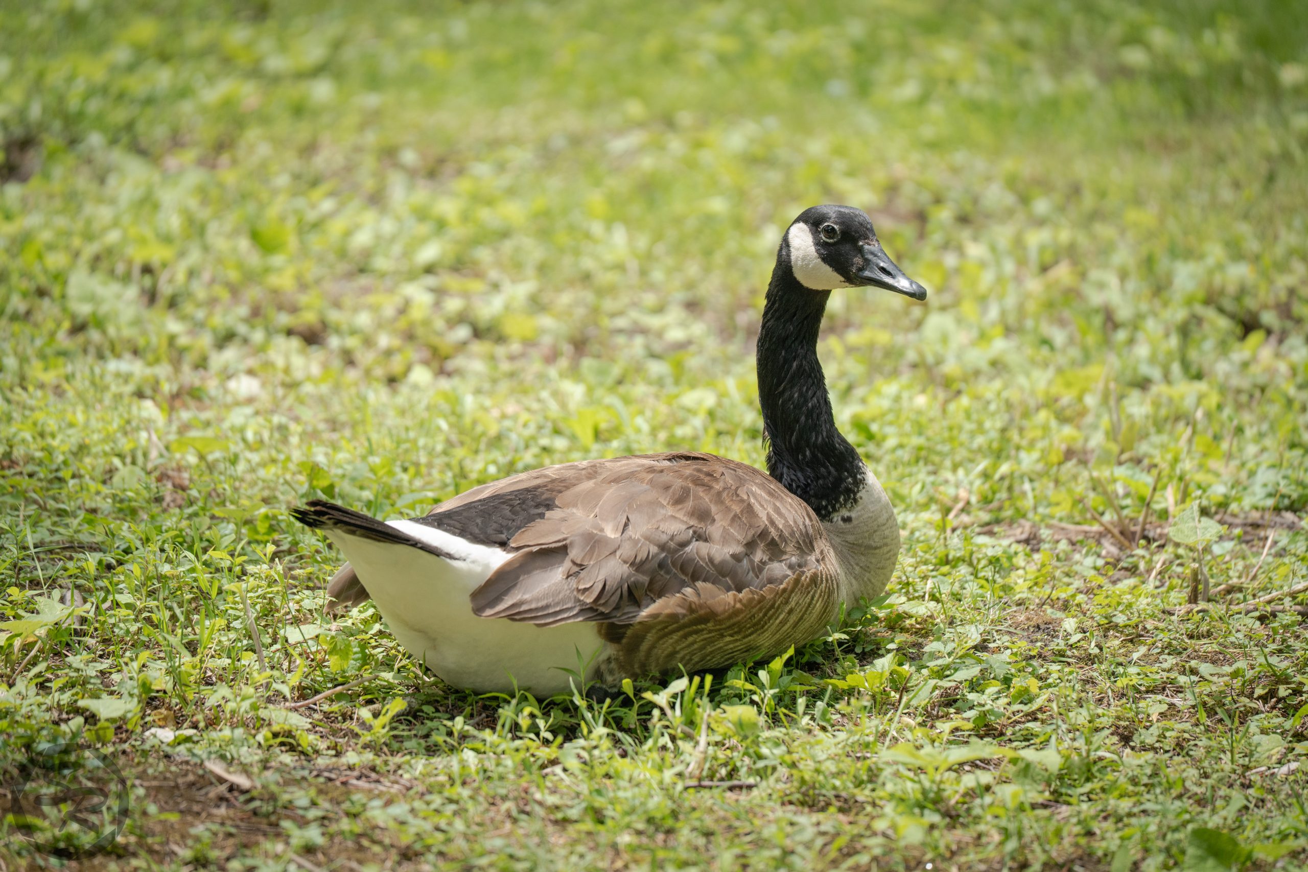 honk-7